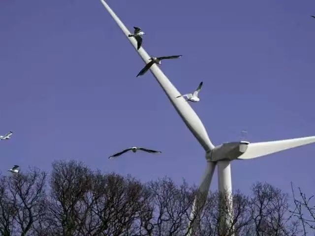 风力发电器会威胁鸟类吗？国外纷纷暂停使用（并不会威胁）