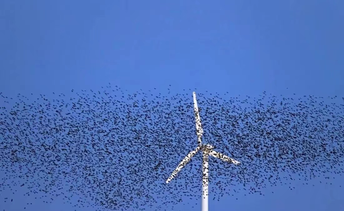风力发电器会威胁鸟类吗？国外纷纷暂停使用（并不会威胁）