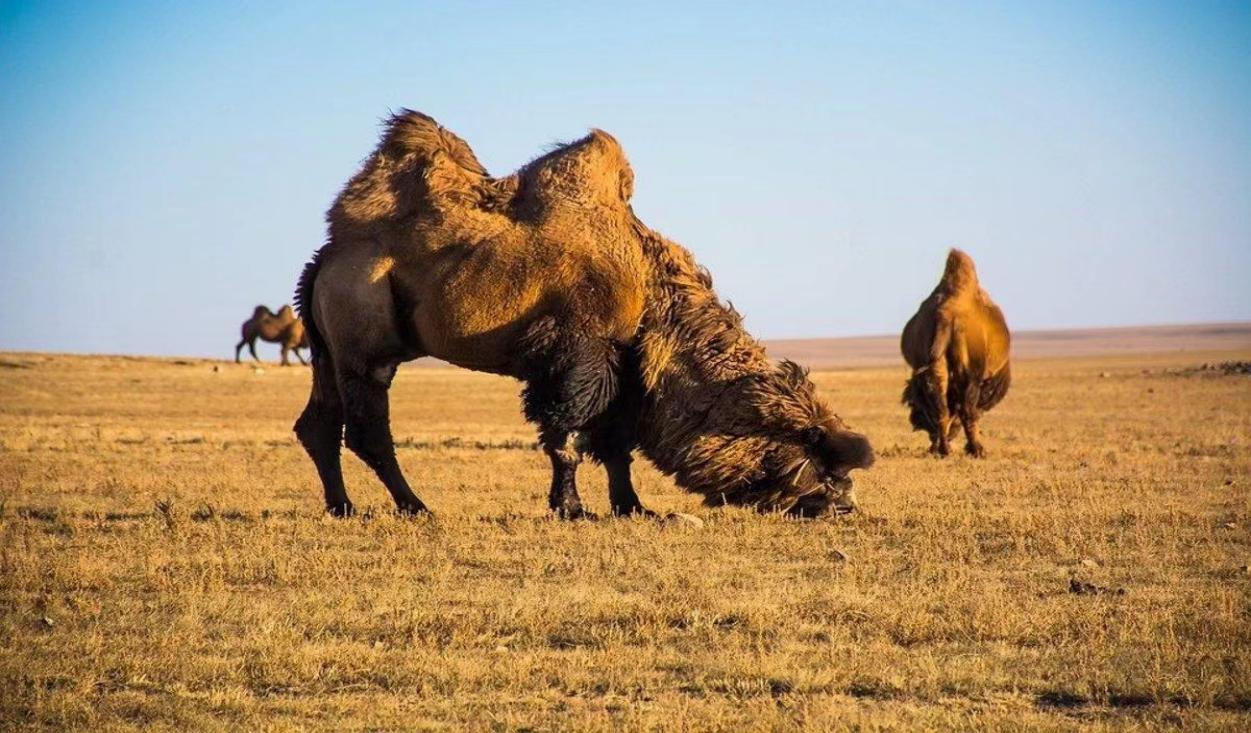 内蒙古地区曾有过3m多高的骆驼，可是因为无法适应环境被淘汰。