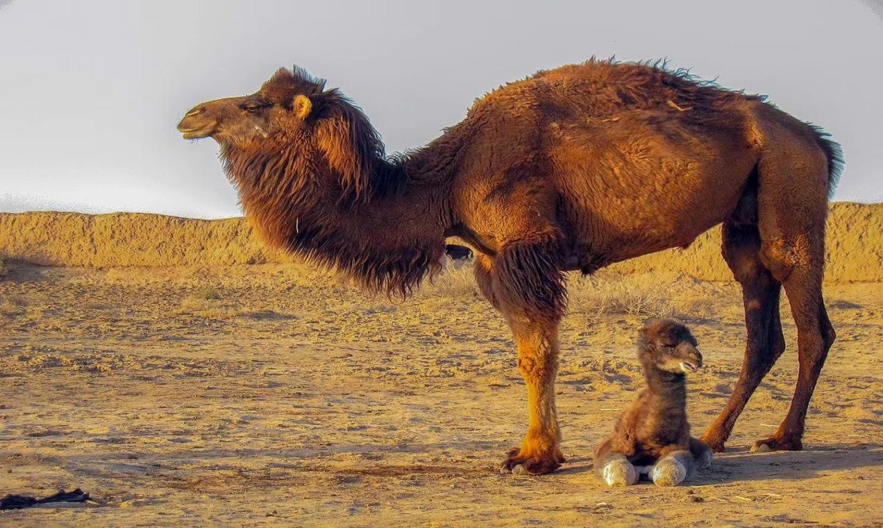 内蒙古地区曾有过3m多高的骆驼，可是因为无法适应环境被淘汰。