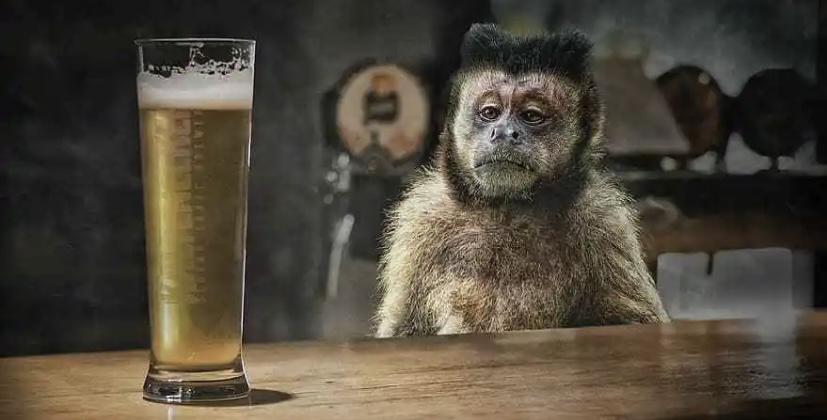 人类对于酒精的喜爱，来自于百万年之前，动物界猴子也喜欢喝酒
