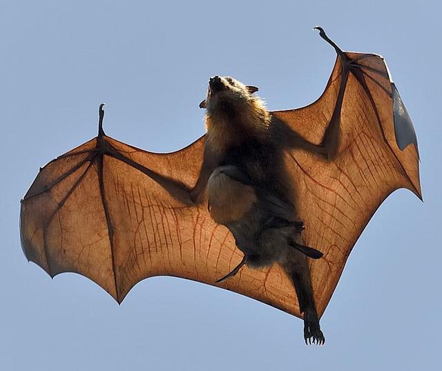 为什么蝙蝠妈妈总抱着幼崽飞行？一番探究后，可怜天下父母心