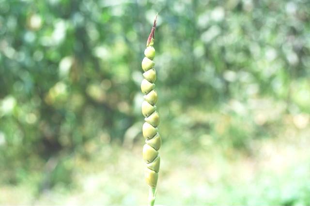 玉米在几千年前还是一株杂草，耐旱性很弱，直到基因突变改变了它