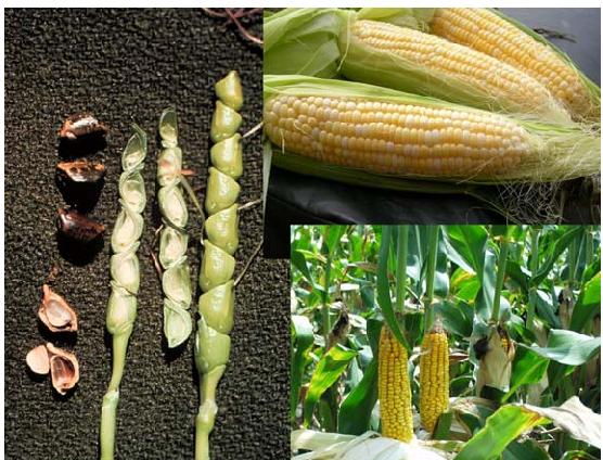 玉米在几千年前还是一株杂草，耐旱性很弱，直到基因突变改变了它