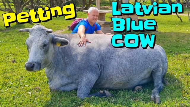 这种蓝色的牛一度濒临灭绝，被一部歌剧拯救了（连肉都是蓝色的）