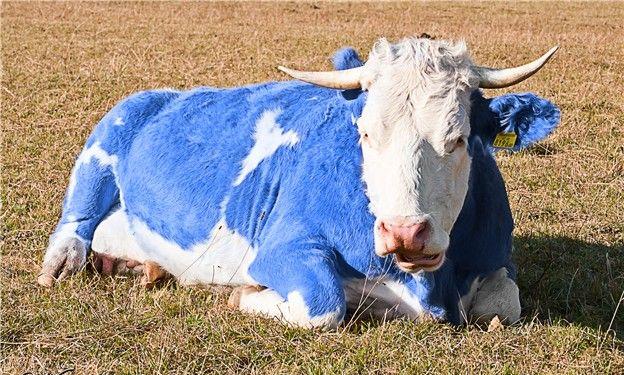 这种蓝色的牛一度濒临灭绝，被一部歌剧拯救了（连肉都是蓝色的）