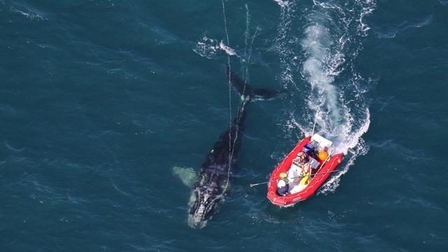 母鲸被渔网缠住，还能生下幼崽，让人肃然起敬，又让人揪心