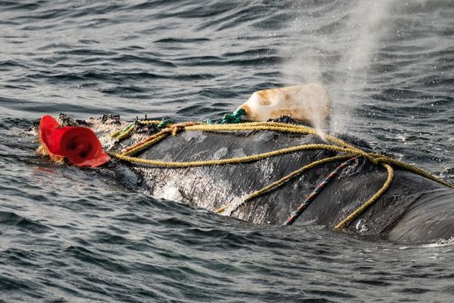 母鲸被渔网缠住，还能生下幼崽，让人肃然起敬，又让人揪心