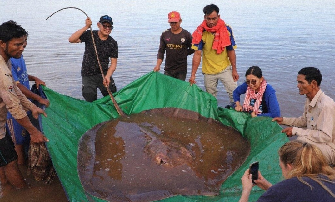 4米长的黄貂鱼，鱼的生长受到什么限制？(有待研究)