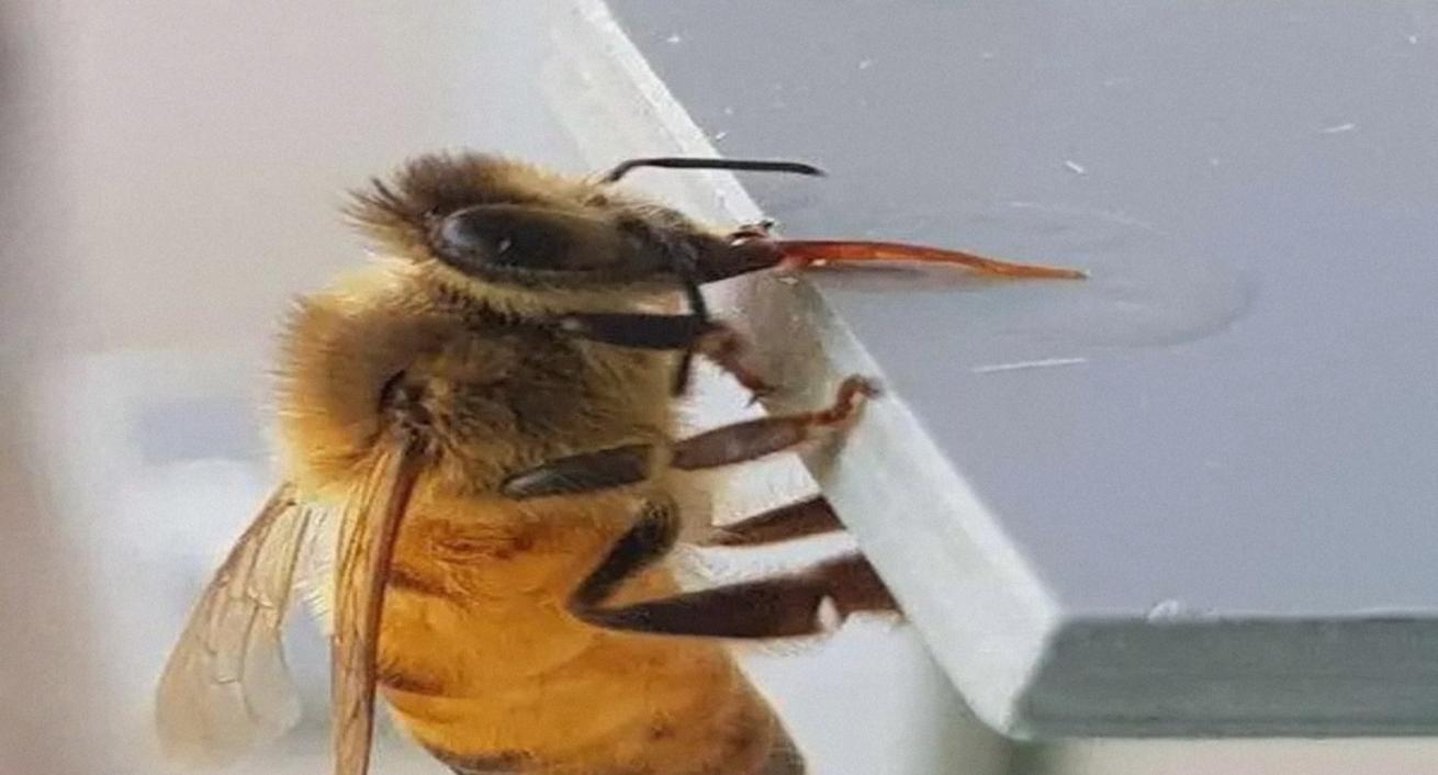 别小看蜜蜂，独一无二能分辨奇偶数的生物，虽然大脑很小 (聪明)