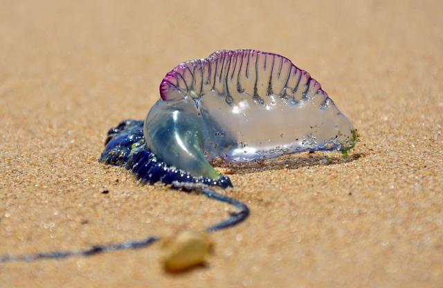 海滩上的“蓝色饺子”，看似可爱的生物，为何成为游泳者的噩梦？
