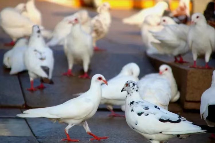 自私并非所有动物的天性科学家发现鸽子在受到威胁时会表现出无私