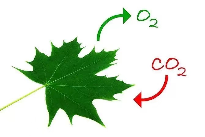 科学家发现一个关键基，能够让植物吸收更多CO2有望缓解气候变化