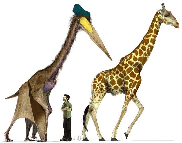 风神翼龙的脖子，比长颈鹿的还细长，它是怎么叼起重重的猎物的？