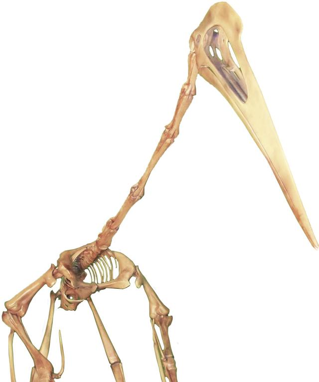风神翼龙的脖子，比长颈鹿的还细长，它是怎么叼起重重的猎物的？