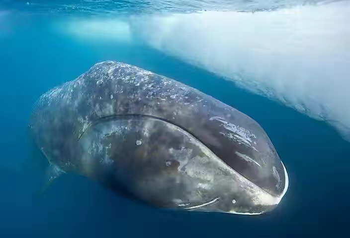 北大西洋露脊鲸的生存危机，数量仅剩400只，体型也开始持续缩水