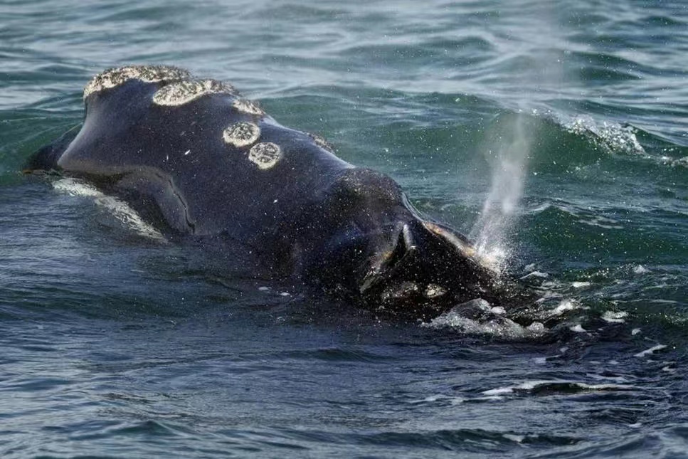 北大西洋露脊鲸的生存危机，数量仅剩400只，体型也开始持续缩水