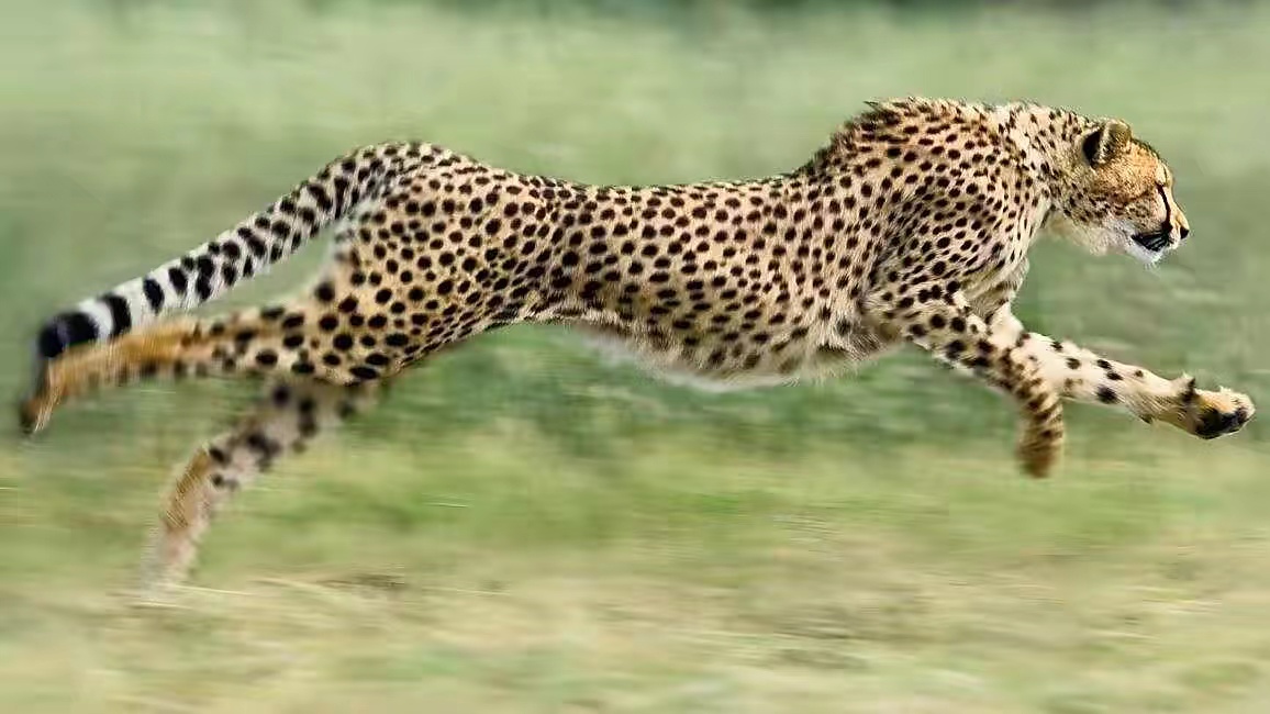 凭什么猎豹是跑得最快的？原因是它们有独特的步态（延展飞行）