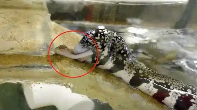 这种鳗鱼能上陆地觅食，嘴里还长着一只“手”（特殊生理结构）
