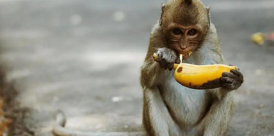 猴子剥香蕉时，总是从底部开始剥？这得从原始的野香蕉开始说起