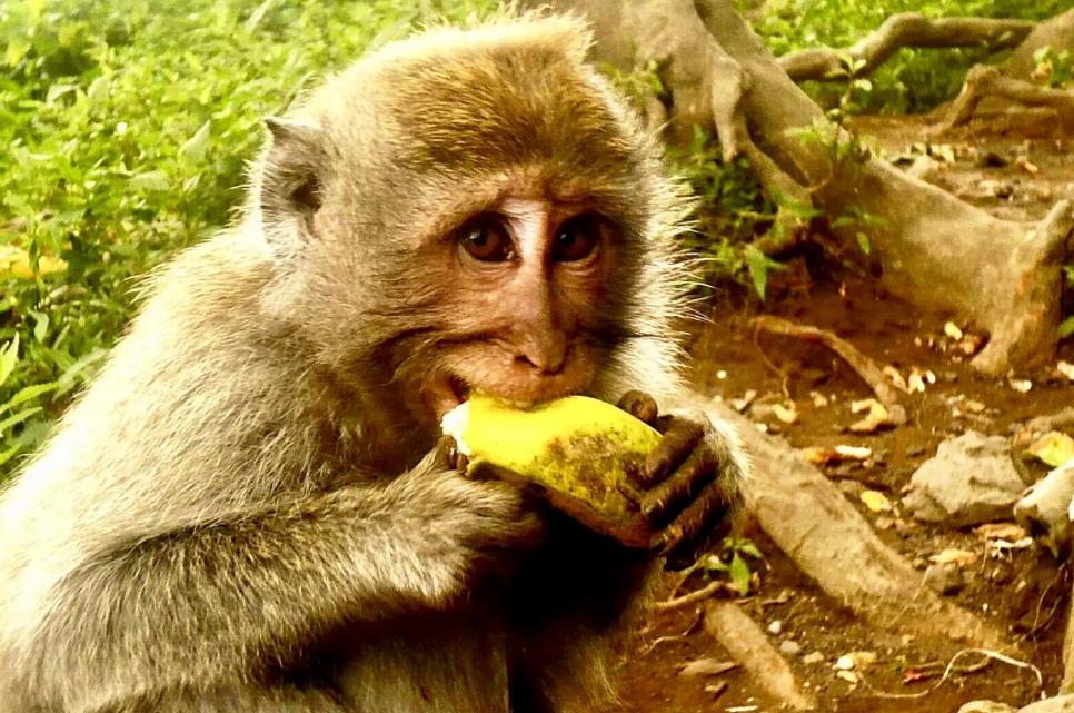 猴子剥香蕉时，总是从底部开始剥？这得从原始的野香蕉开始说起