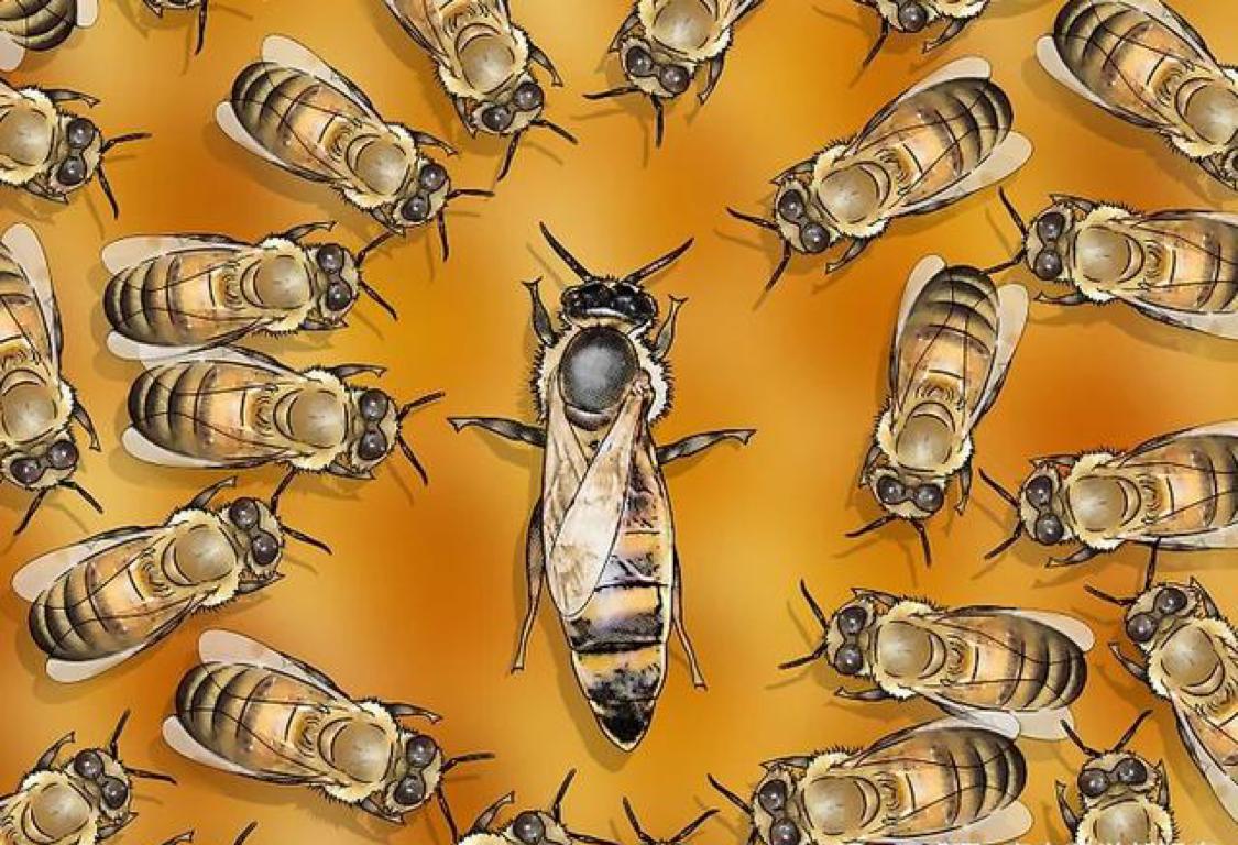 不用麻烦蜂王，南非工蜂复制自己来繁殖，把克隆技术拿捏得死死的
