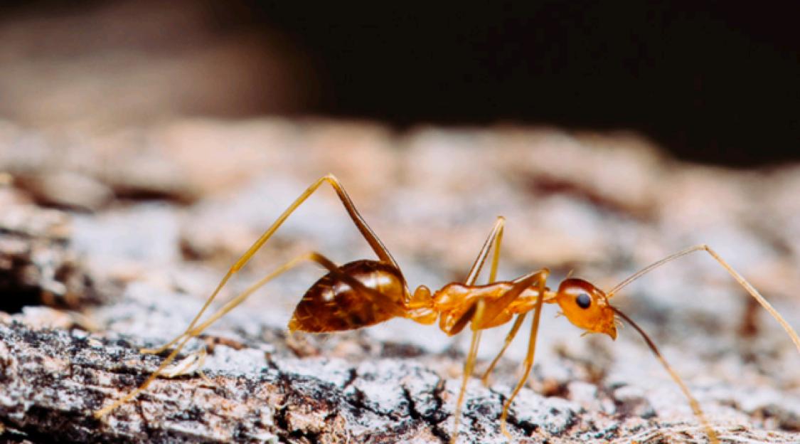 红火蚁与黄疯蚁大战！红火蚁的毒素对它无效，反被打的落花流水