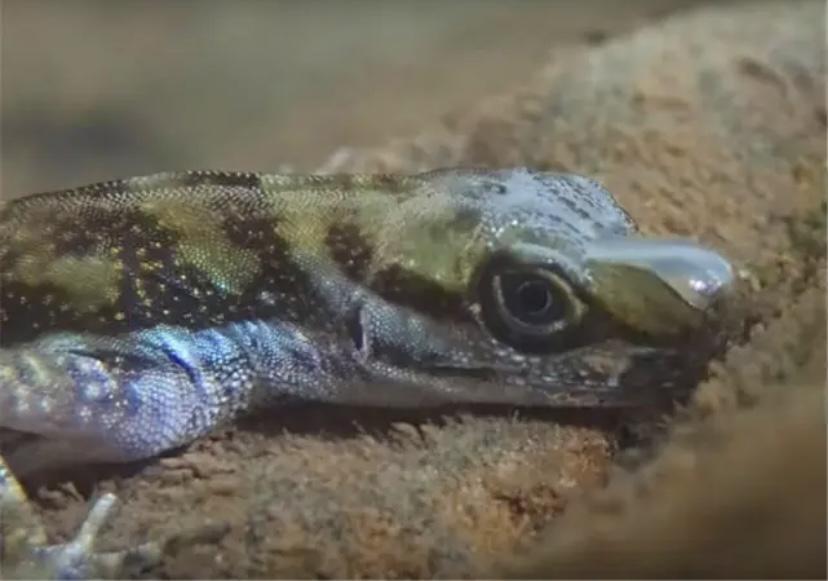 蜥蜴没有腮，却仍然可以在水下呼吸，这其中的原因是什么？