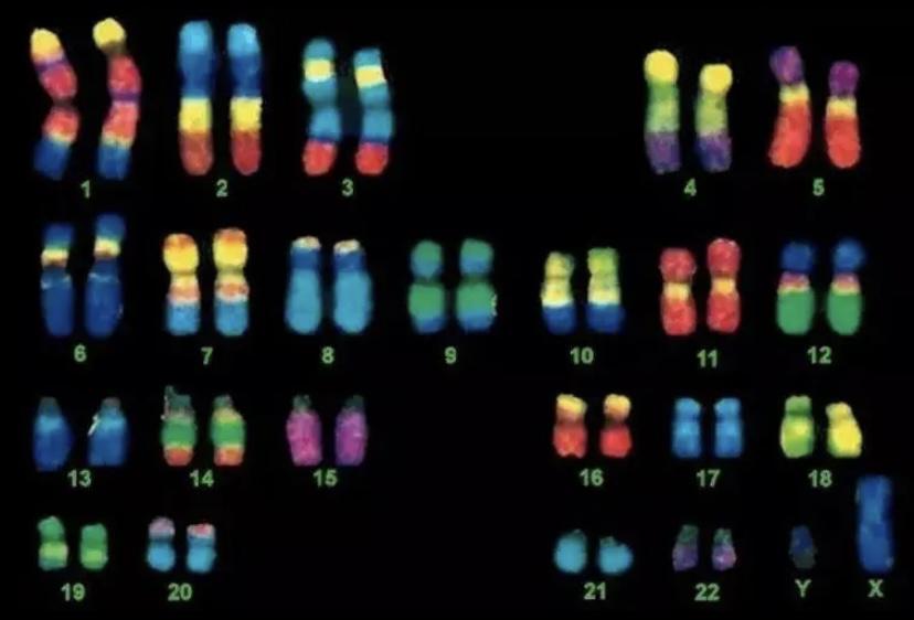 科研人员检测人类染色体的重量，极轻，无法用“克”衡量