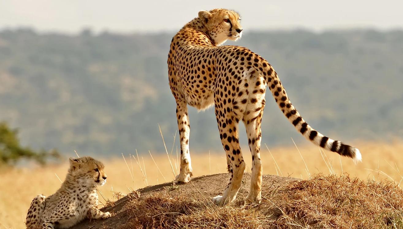 猎豹跑得那么快，但10个幼崽只有1个能活到成年，为何如此短命？
