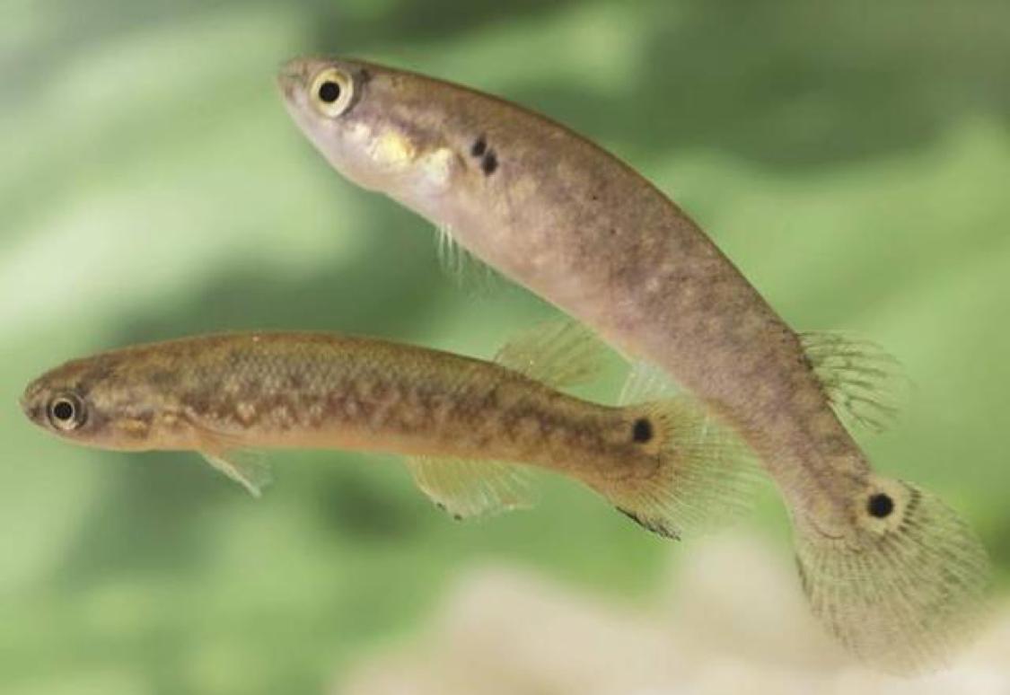 能在陆地上生存的小鱼，在离水生活两个月后大脑出现进化的迹象