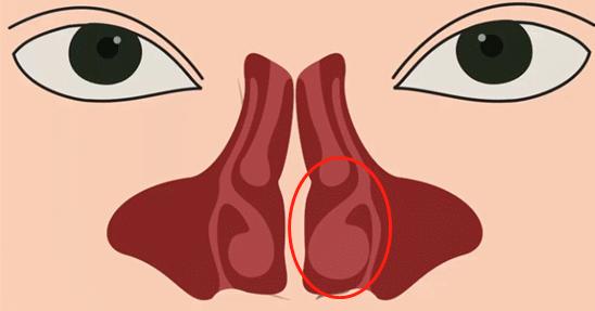 人类有两个鼻孔，为什么不是一个，或三个？（更有利）