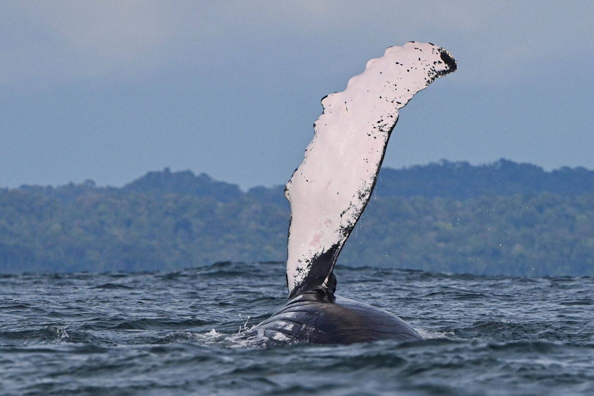 座头鲸使用气泡网来捕猎，猎物被困在其中（海洋生物）