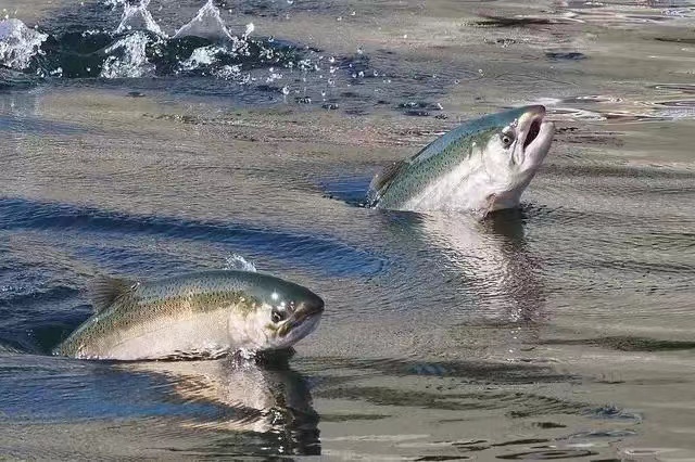 美国加州干旱致江河断流，1700万鲑鱼无法洄游