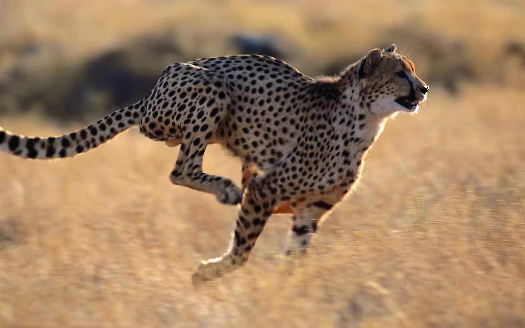 凭什么猎豹是跑得最快的？科学家研究发现，它们有独特的步态