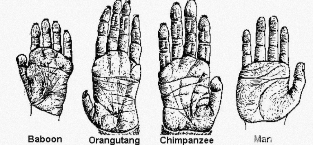 人类的拇指有多厉害？进化中不断变化。(用处很大)