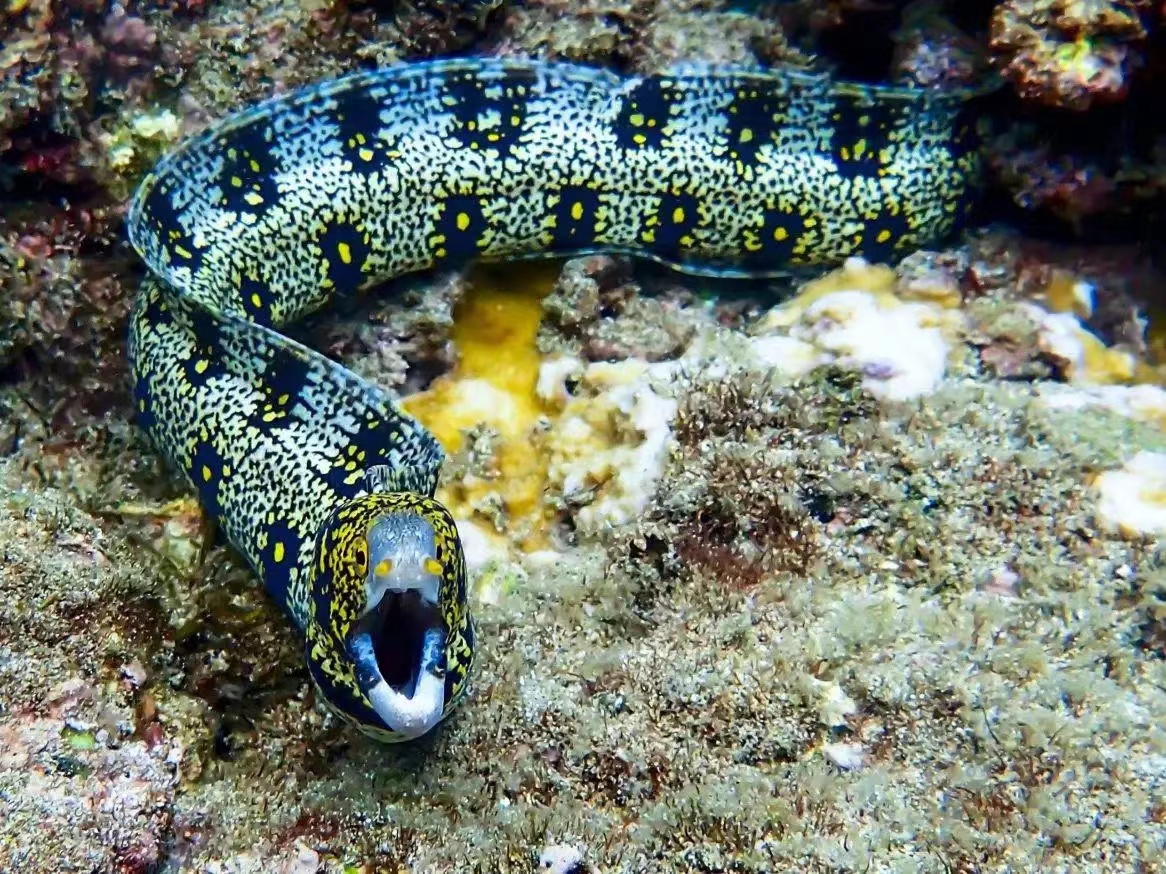 这种鳗鱼能上陆地觅食，嘴里还长着一只“手”进军陆地节奏？
