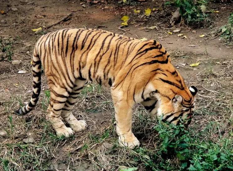 为什么老虎也会吃草？科学家：动物界中本无食草和食肉之分