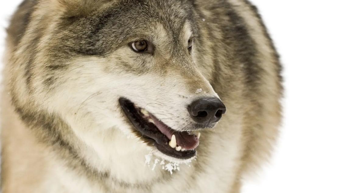 为什么狗会摆出笑容，狼却不会？这得从3万年前狗的进化开始说起