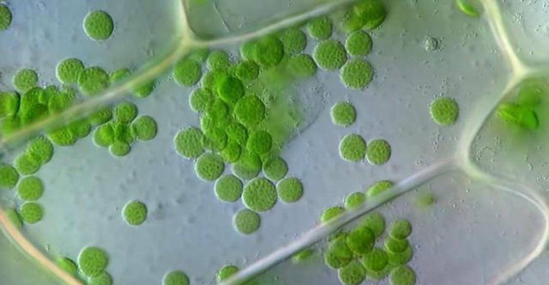 只能吃素了？科学家：微塑料污染成灾，植物也不会吸收塑料微粒