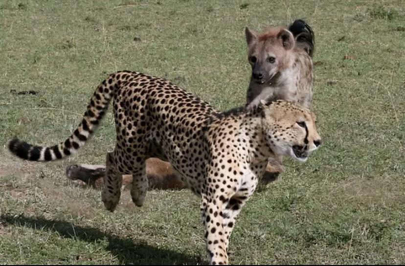 自然界中猎豹属于最弱的大型猫科动物？很多动物都敢欺负它们