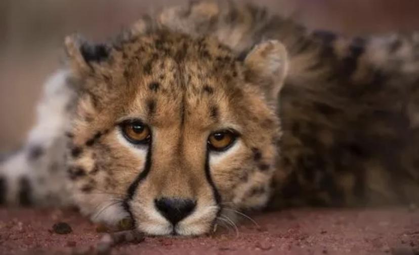 自然界中猎豹属于最弱的大型猫科动物？很多动物都敢欺负它们