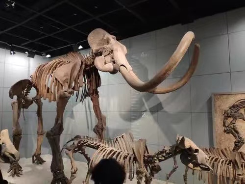 旧石器时代的人居然用猛犸象的骨头建造屋顶，简直暴殄天物