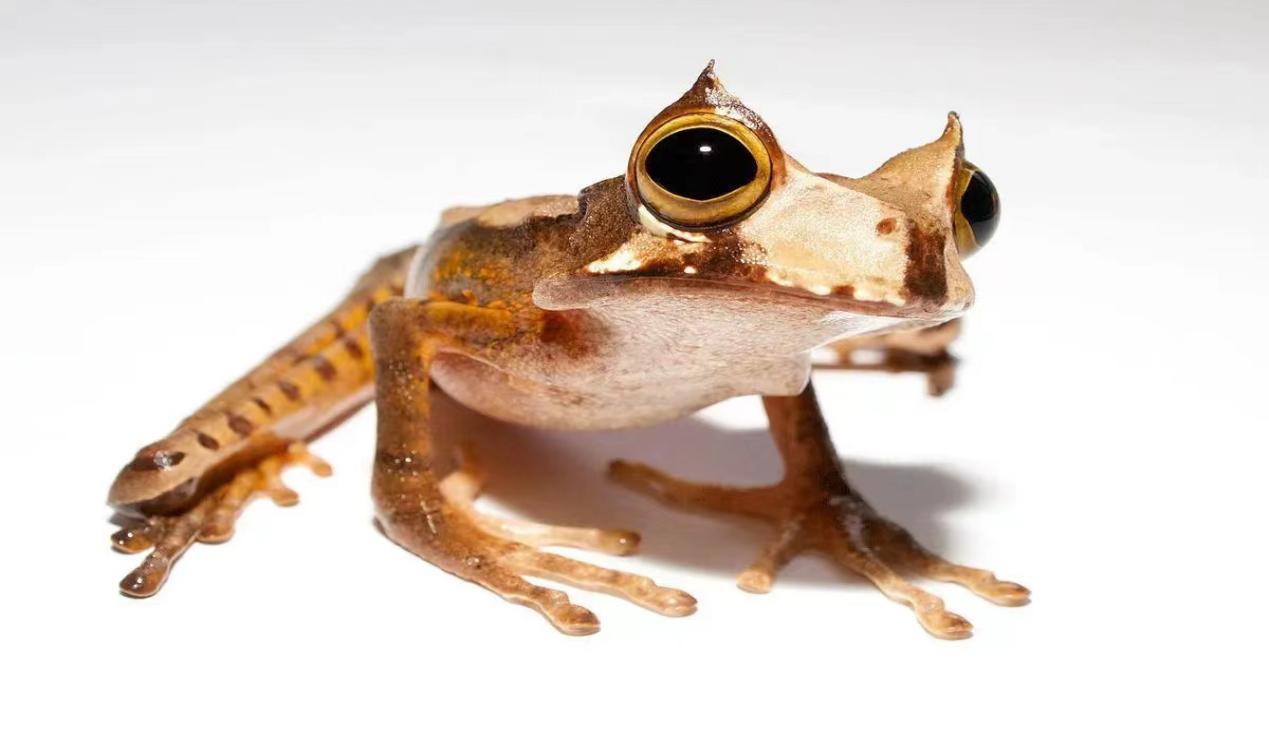 青蛙头骨的进化方式非常特别，跟外表完全不符合（长满尖刺）