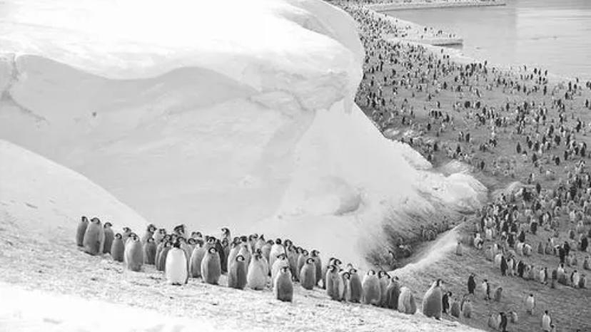 冰层迅速消融，为什么南极的企鹅数量不减反增？（便于捕食）