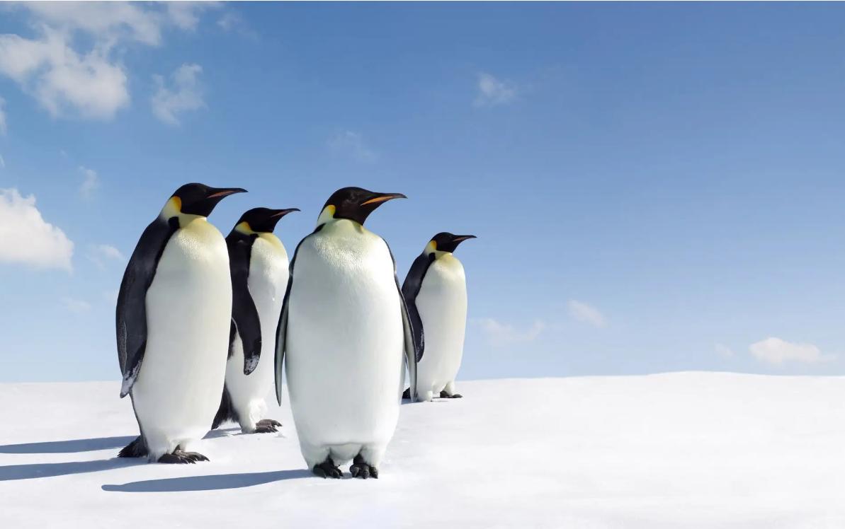 北极本无企鹅，如果把企鹅带到北极，它们还能生存吗？