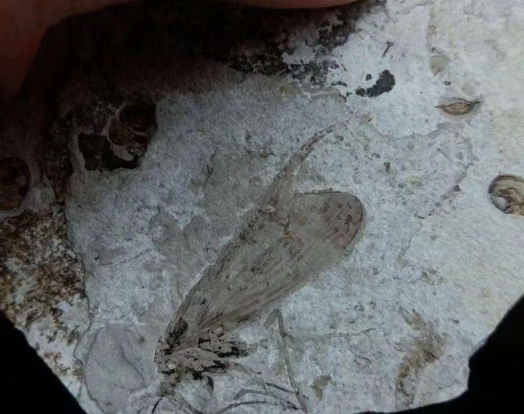 这种昆虫分布在澳洲，可是5000万年前它的化石却出现在加拿大
