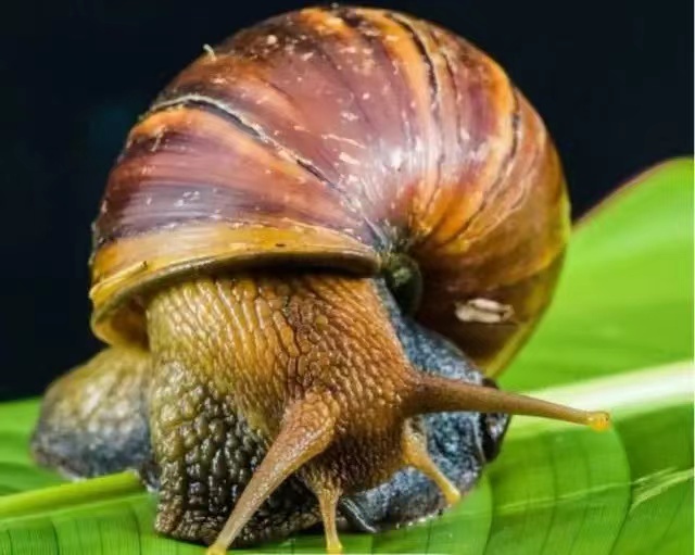 稀有的左螺旋蜗牛，科学家们想要给它找到配偶（非常罕见）