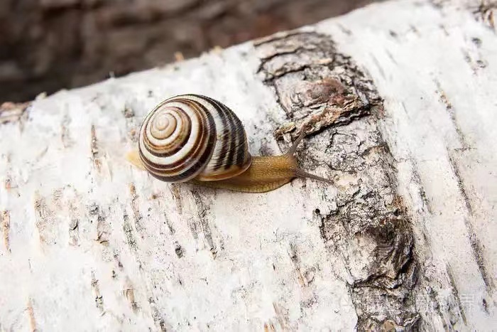 稀有的左螺旋蜗牛，科学家们想要给它找到配偶（非常罕见）