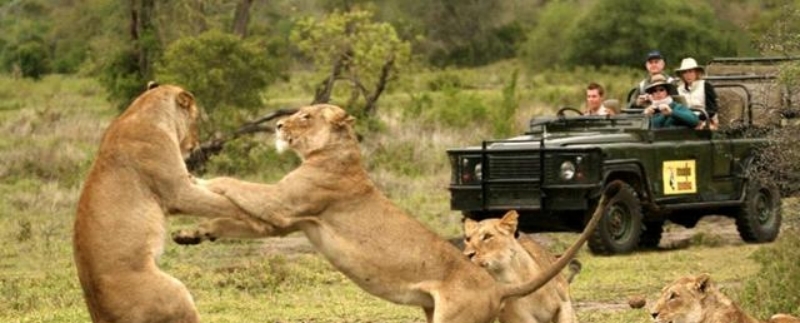 为什么狮子不会攻击观光车上的游客？导游：你站起来挥手试试看